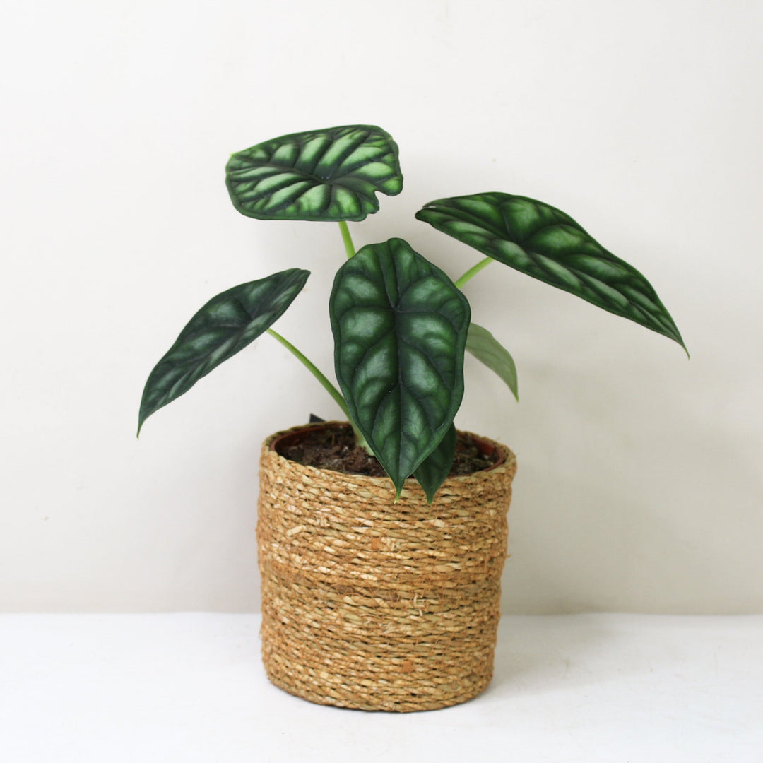 Alocasia Dragon Scale (Elefantenohr) Foliage Dreams