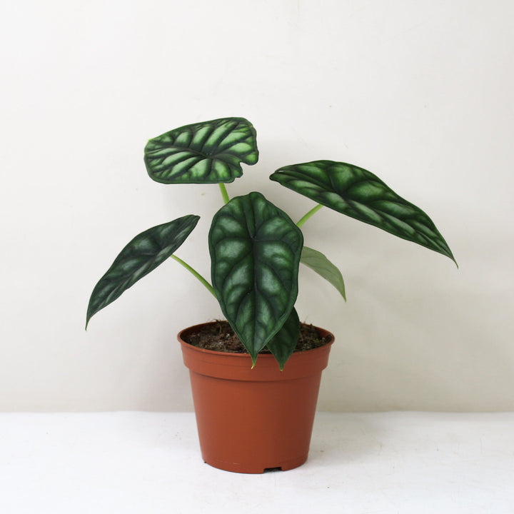 Alocasia Dragon Scale (Elefantenohr) Foliage Dreams