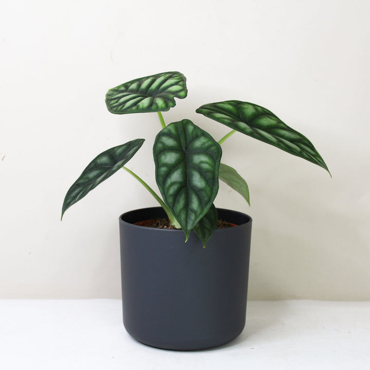 Alocasia Dragon Scale (Elefantenohr) Foliage Dreams