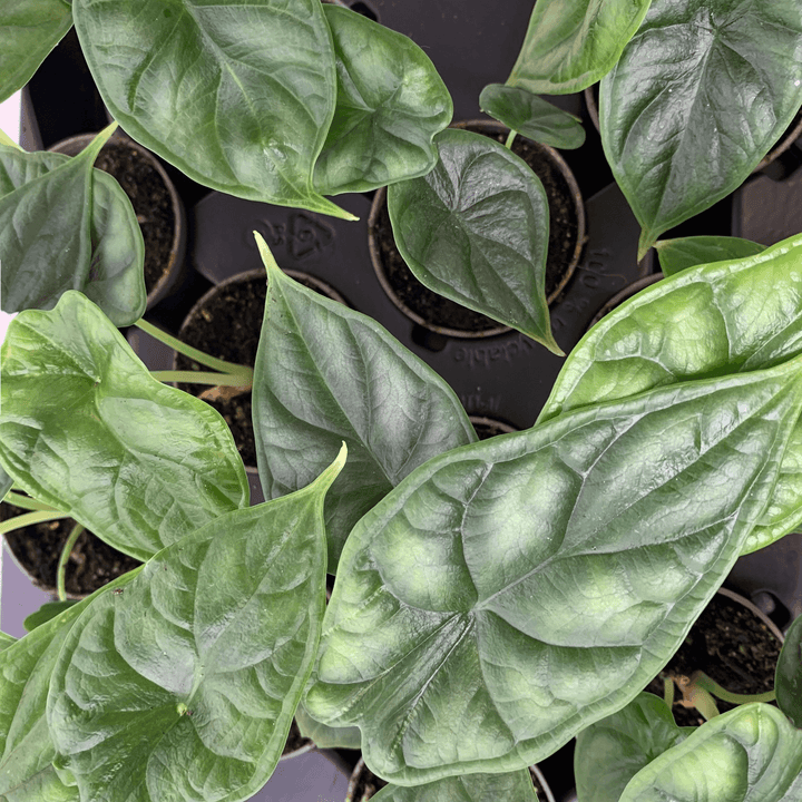 Alocasia Dragon Scale - Young Plant Foliage Dreams