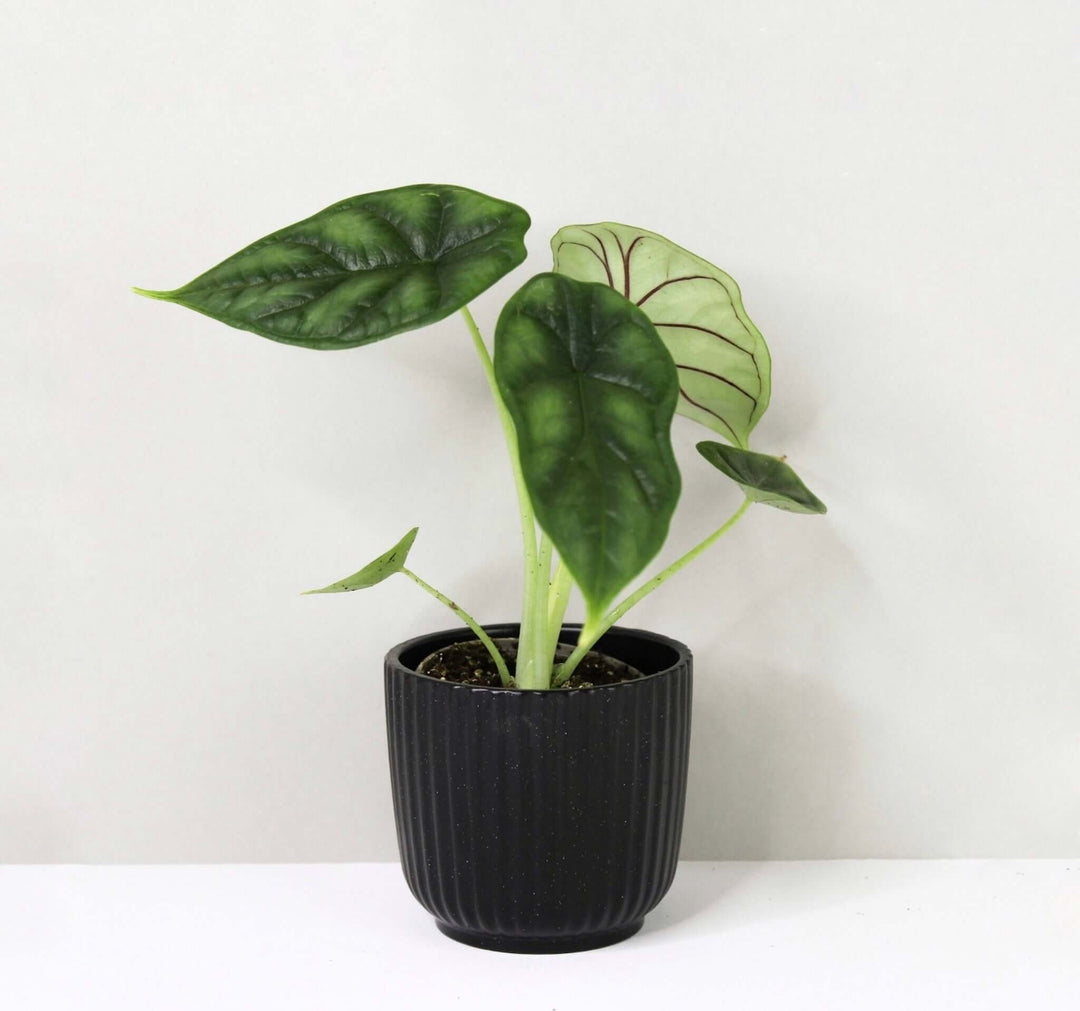 Alocasia Dragon Scale - Young Plant Foliage Dreams