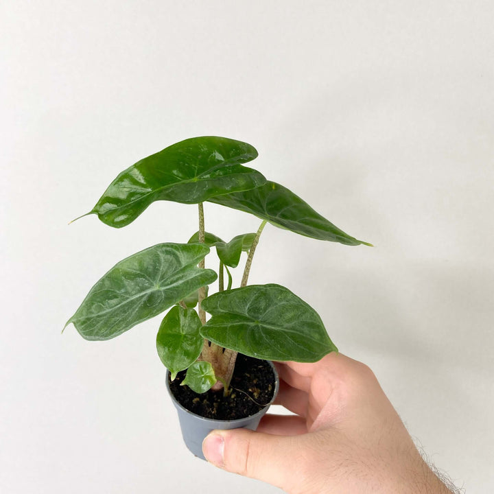 Alocasia Ivory Coast - young plant Foliage Dreams