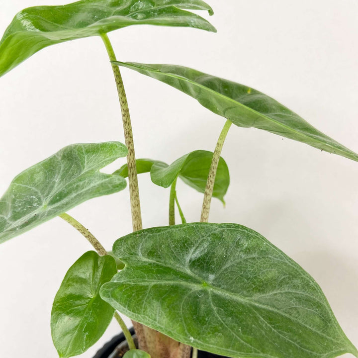 Alocasia Ivory Coast - young plant Foliage Dreams