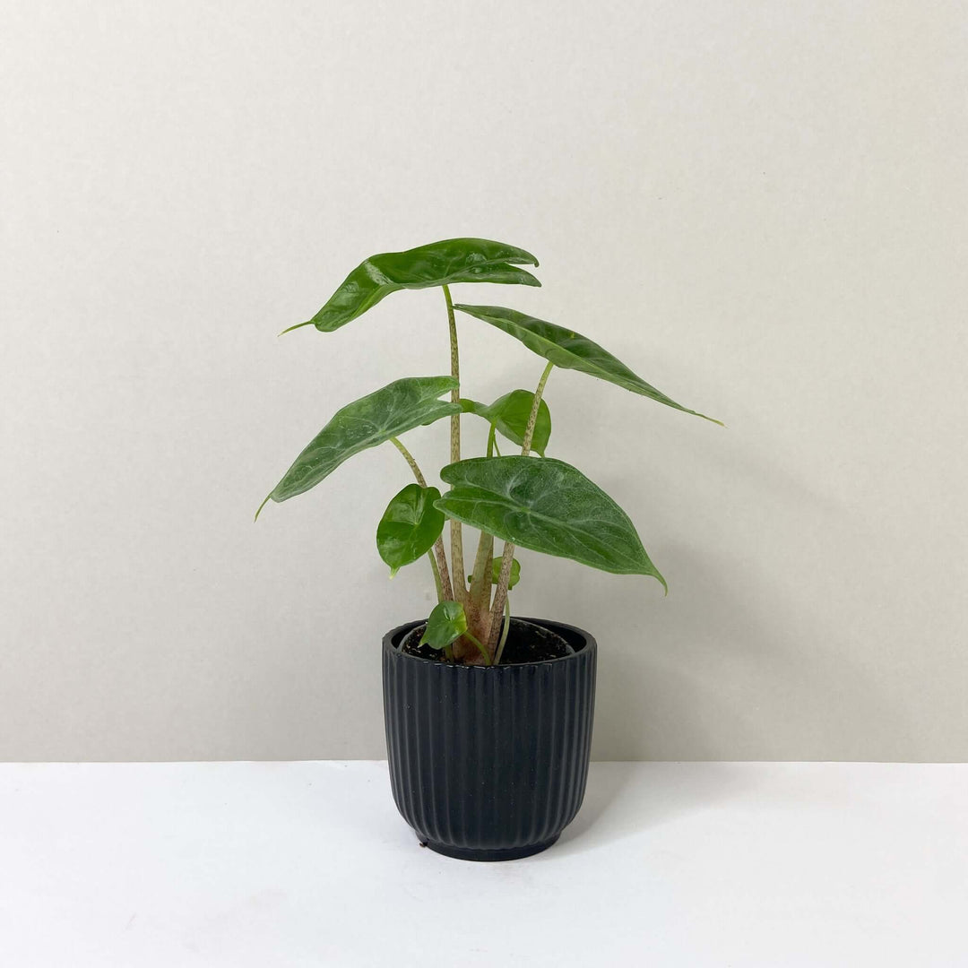 Alocasia Ivory Coast - young plant Foliage Dreams