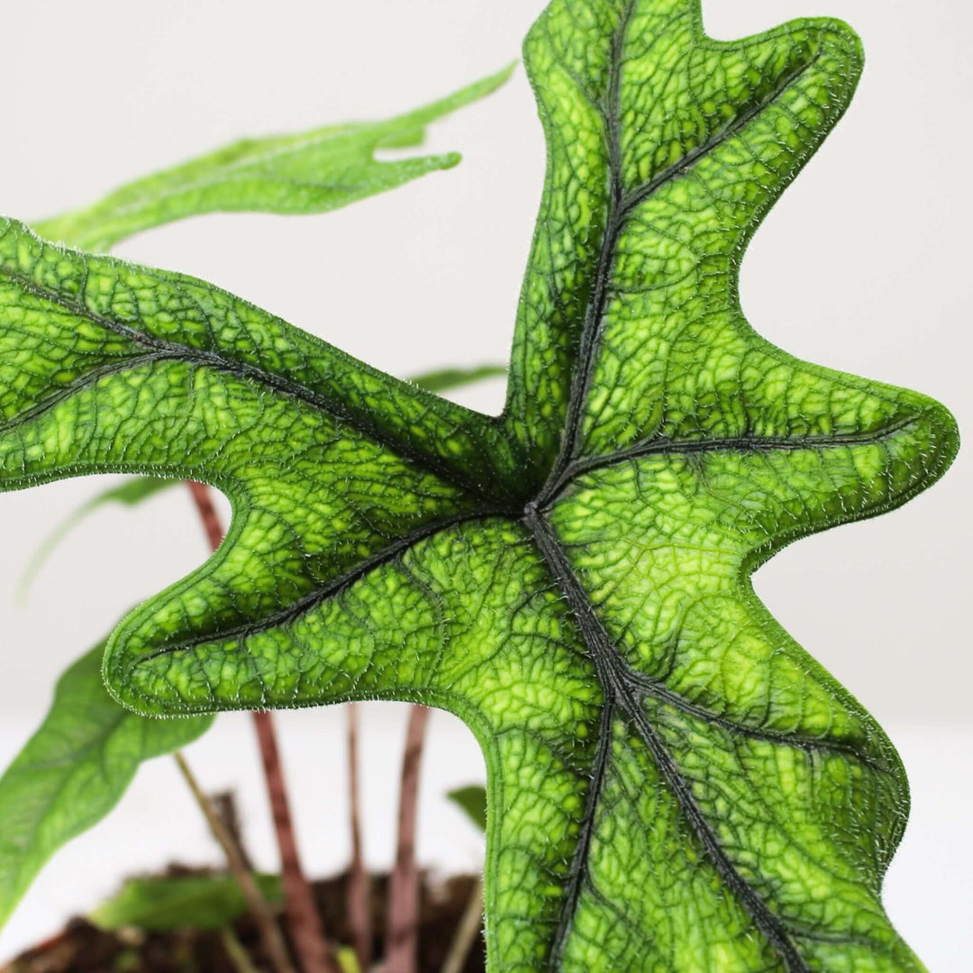 Alocasia Jacklyn Foliage Dreams