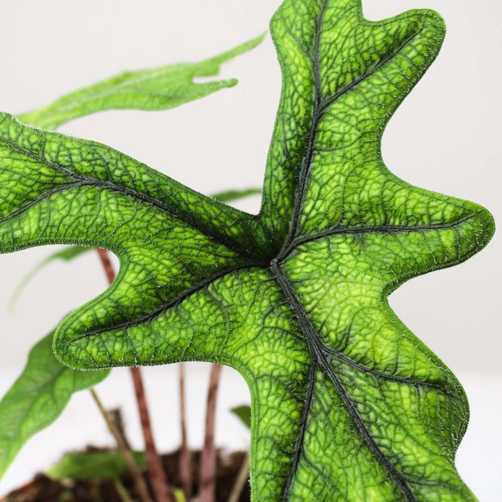 Alocasia Jacklyn Foliage Dreams