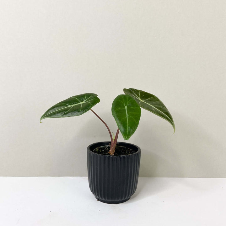 Alocasia longiloba - young plant Foliage Dreams