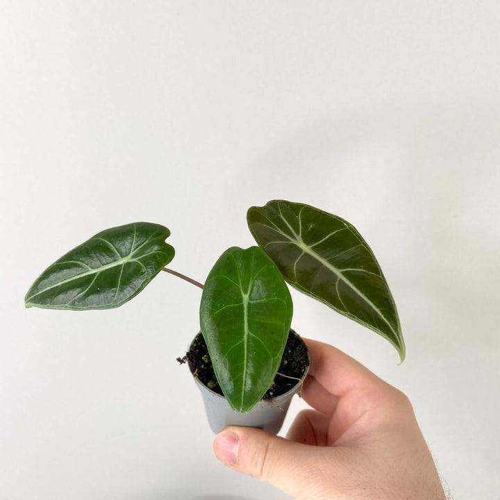 Alocasia longiloba - young plant Foliage Dreams