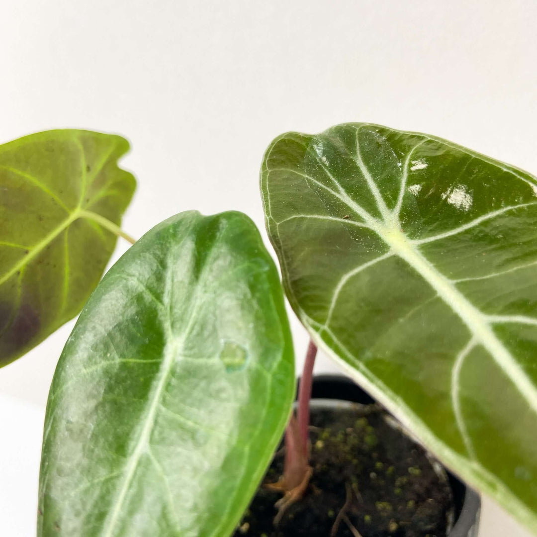 Alocasia longiloba - young plant Foliage Dreams