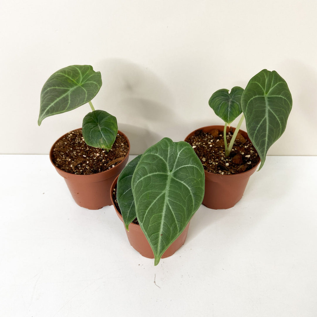 Alocasia Maharani  (Babypflanze) Foliage Dreams