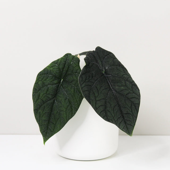 Alocasia Melo Foliage Dreams