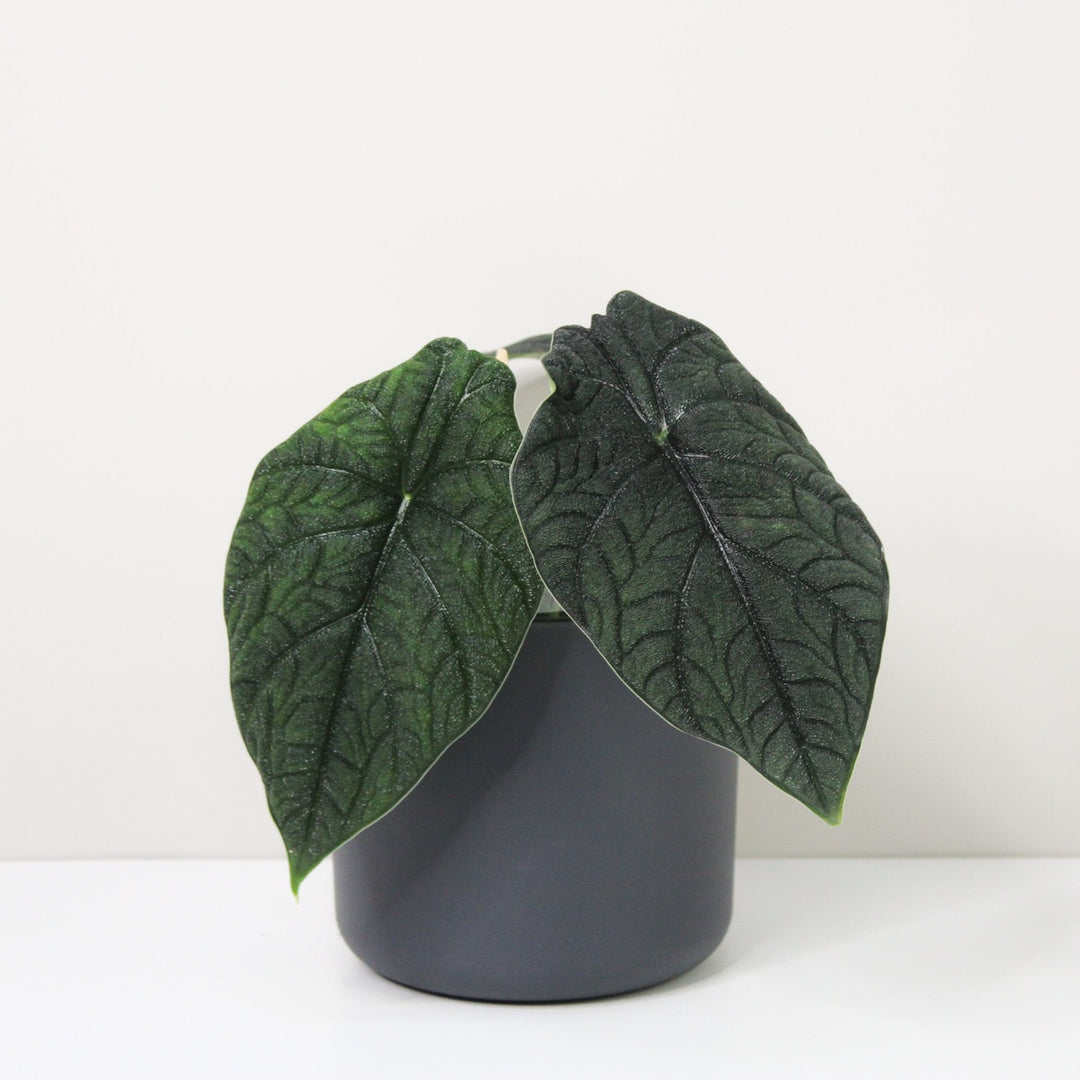 Alocasia Melo Foliage Dreams