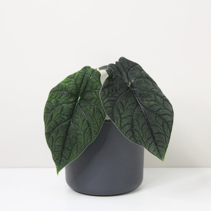 Alocasia Melo Foliage Dreams