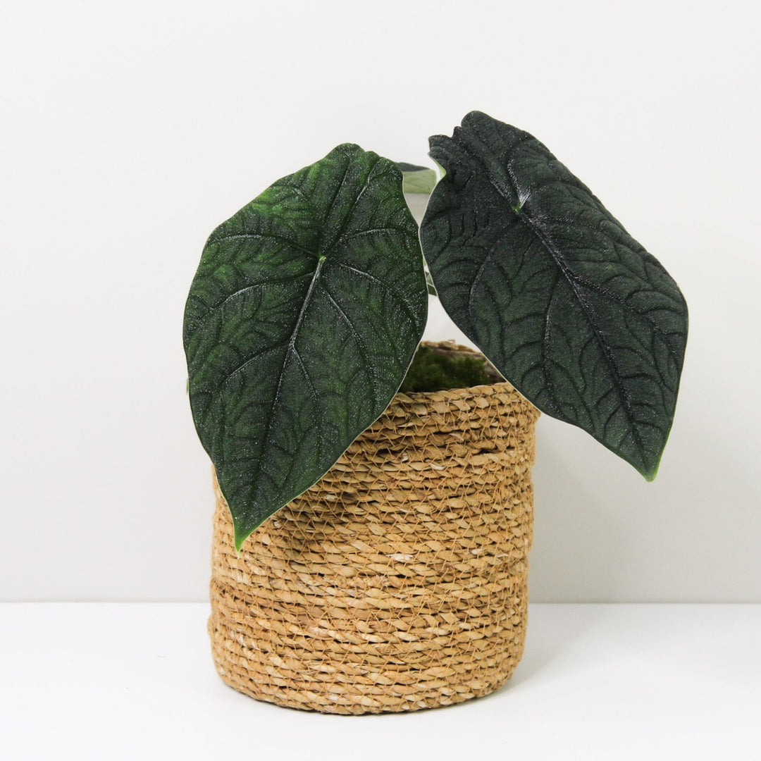 Alocasia Melo Foliage Dreams