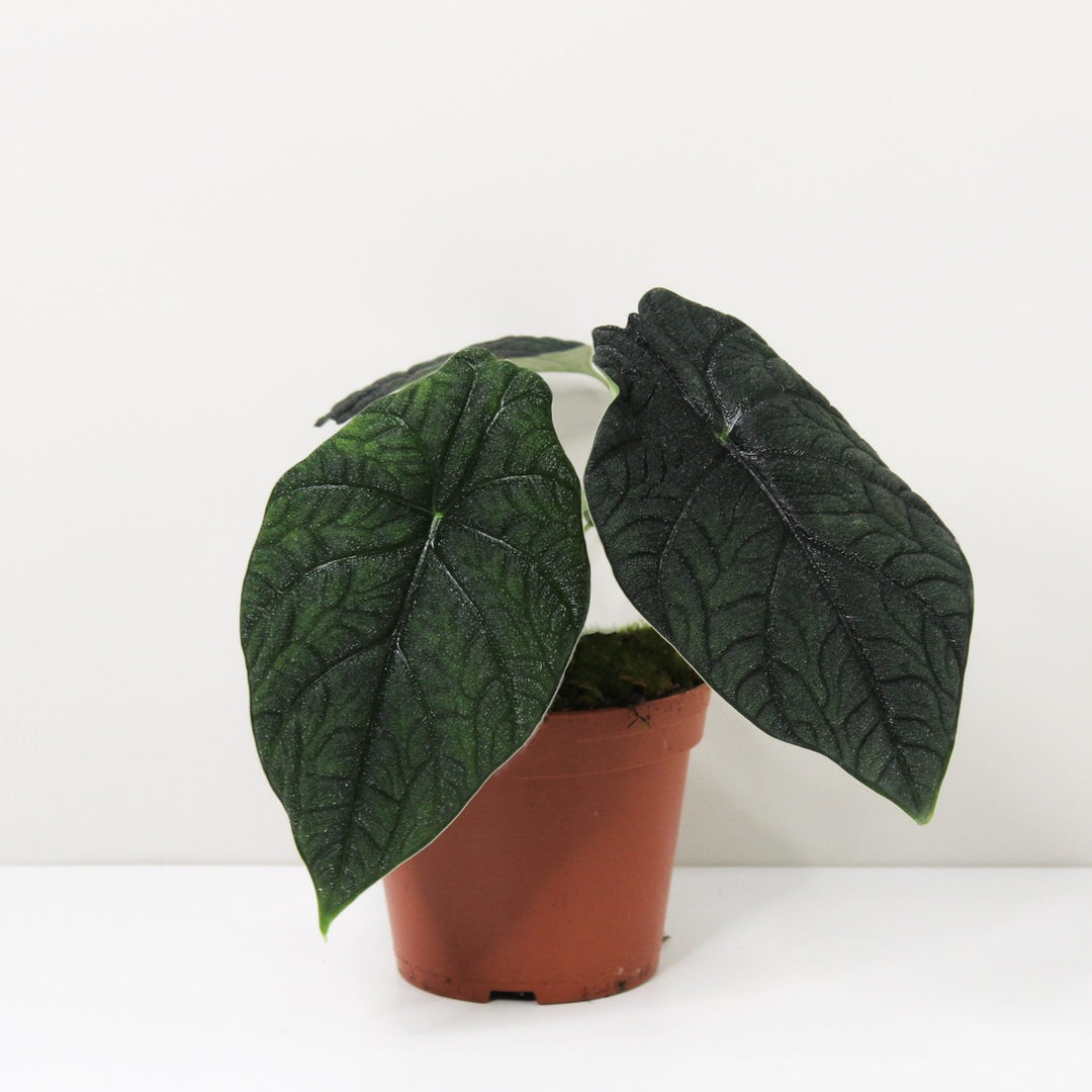 Alocasia Melo Foliage Dreams