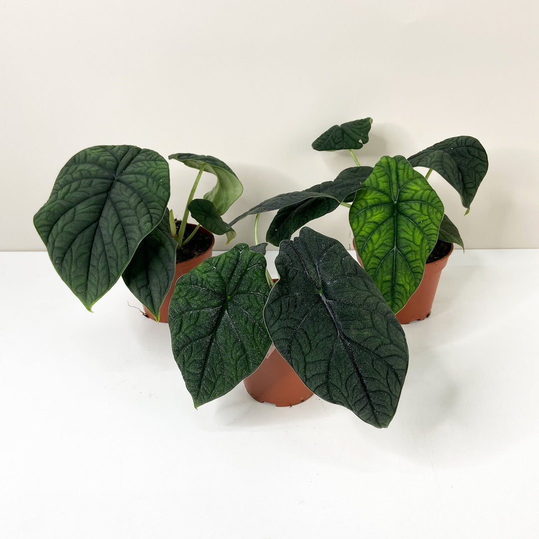 Alocasia Melo Foliage Dreams