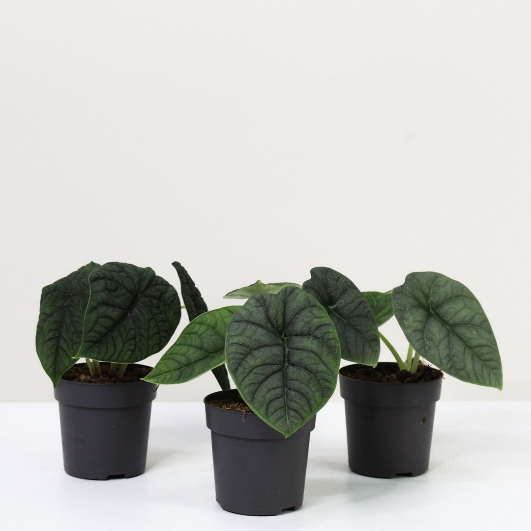 Alocasia Melo Foliage Dreams