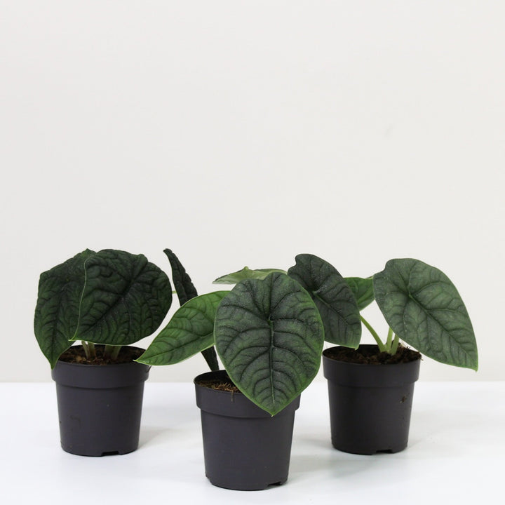 Alocasia Melo Foliage Dreams