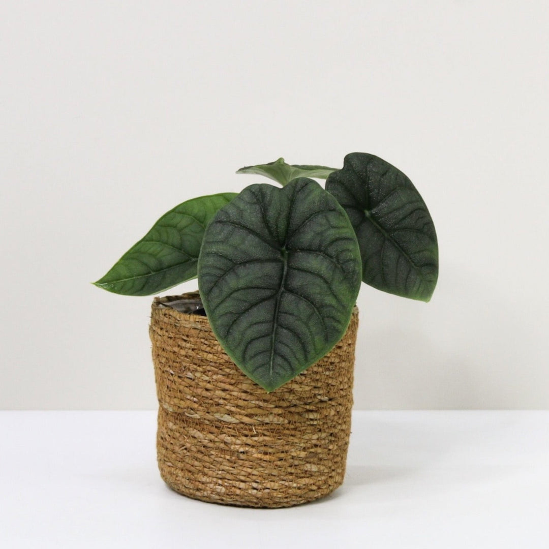 Alocasia Melo M / Korb braun Foliage Dreams