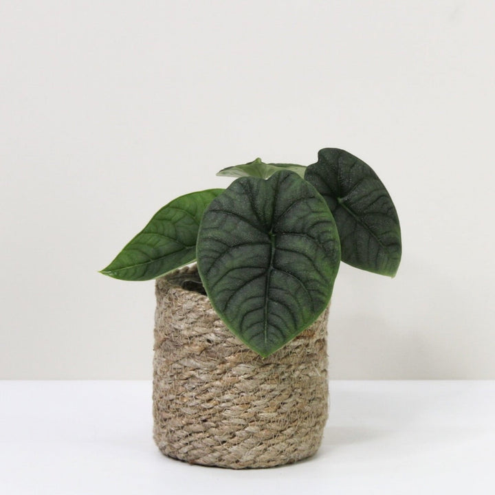 Alocasia Melo M / Korb creme Foliage Dreams