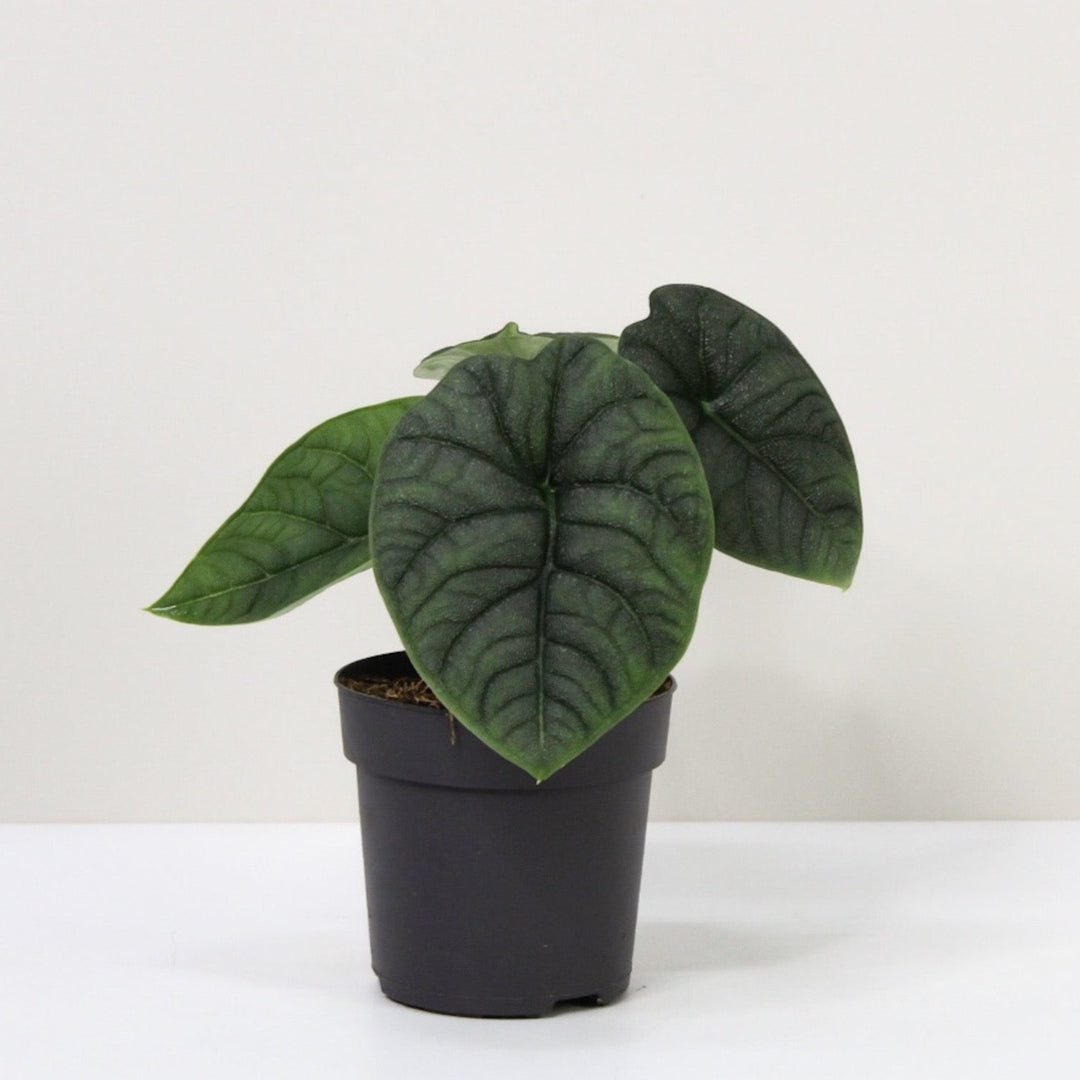 Alocasia Melo M / ohne Übertopf Foliage Dreams