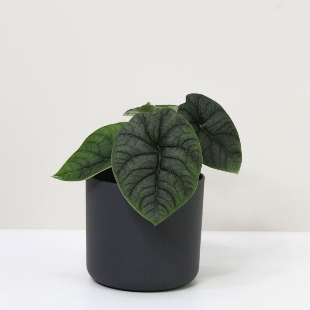 Alocasia Melo M / Topf anthrazit Foliage Dreams