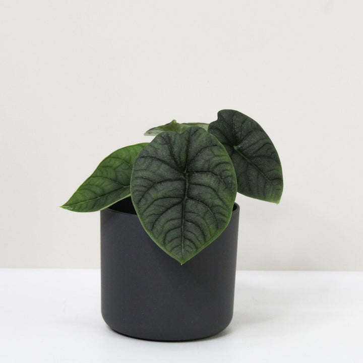 Alocasia Melo M / Topf anthrazit Foliage Dreams