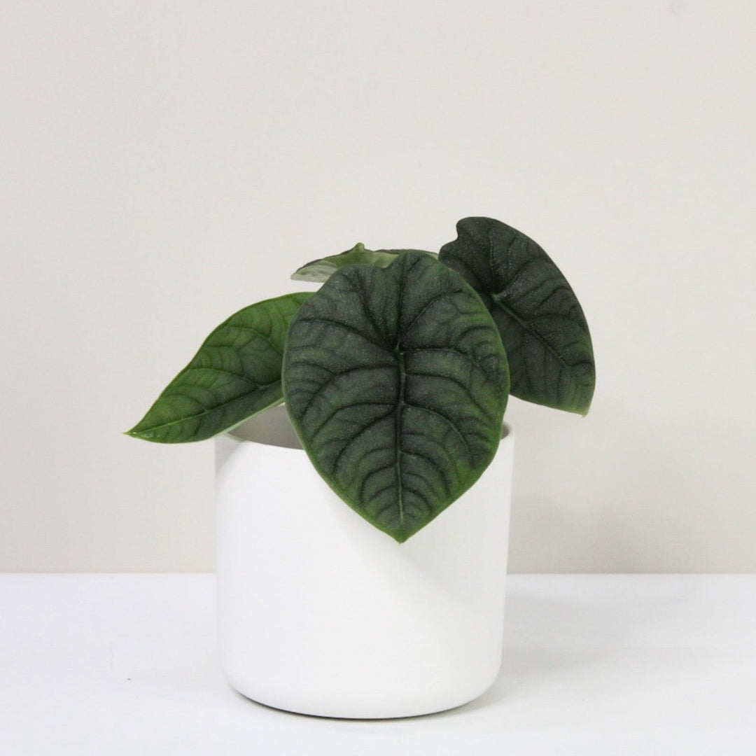 Alocasia Melo M / Topf weiß Foliage Dreams