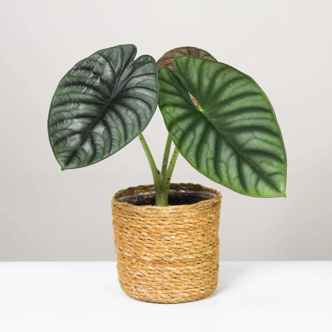 Alocasia Nebula 'Imperialis' L Foliage Dreams