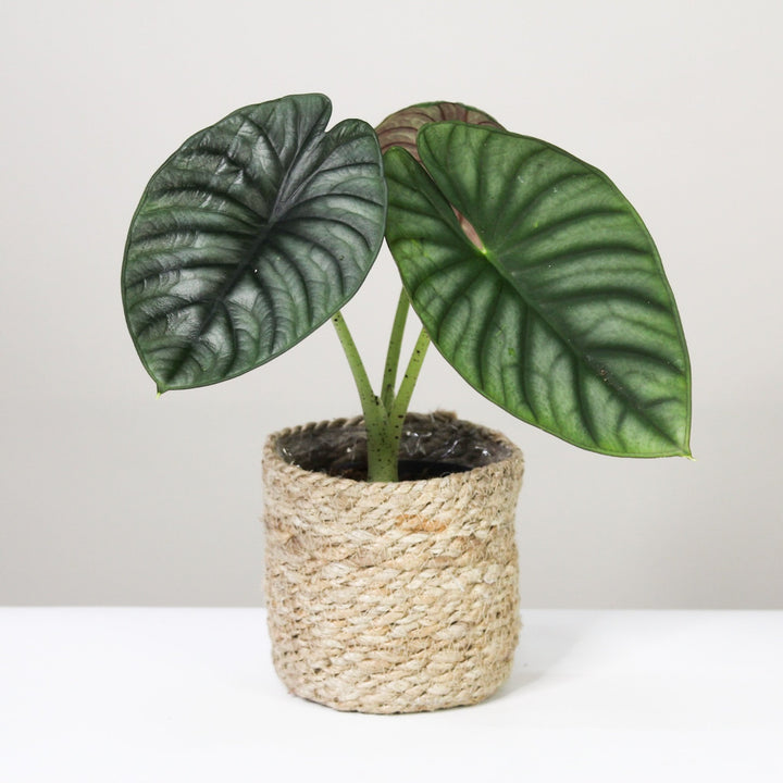 Alocasia Nebula 'Imperialis' L Foliage Dreams
