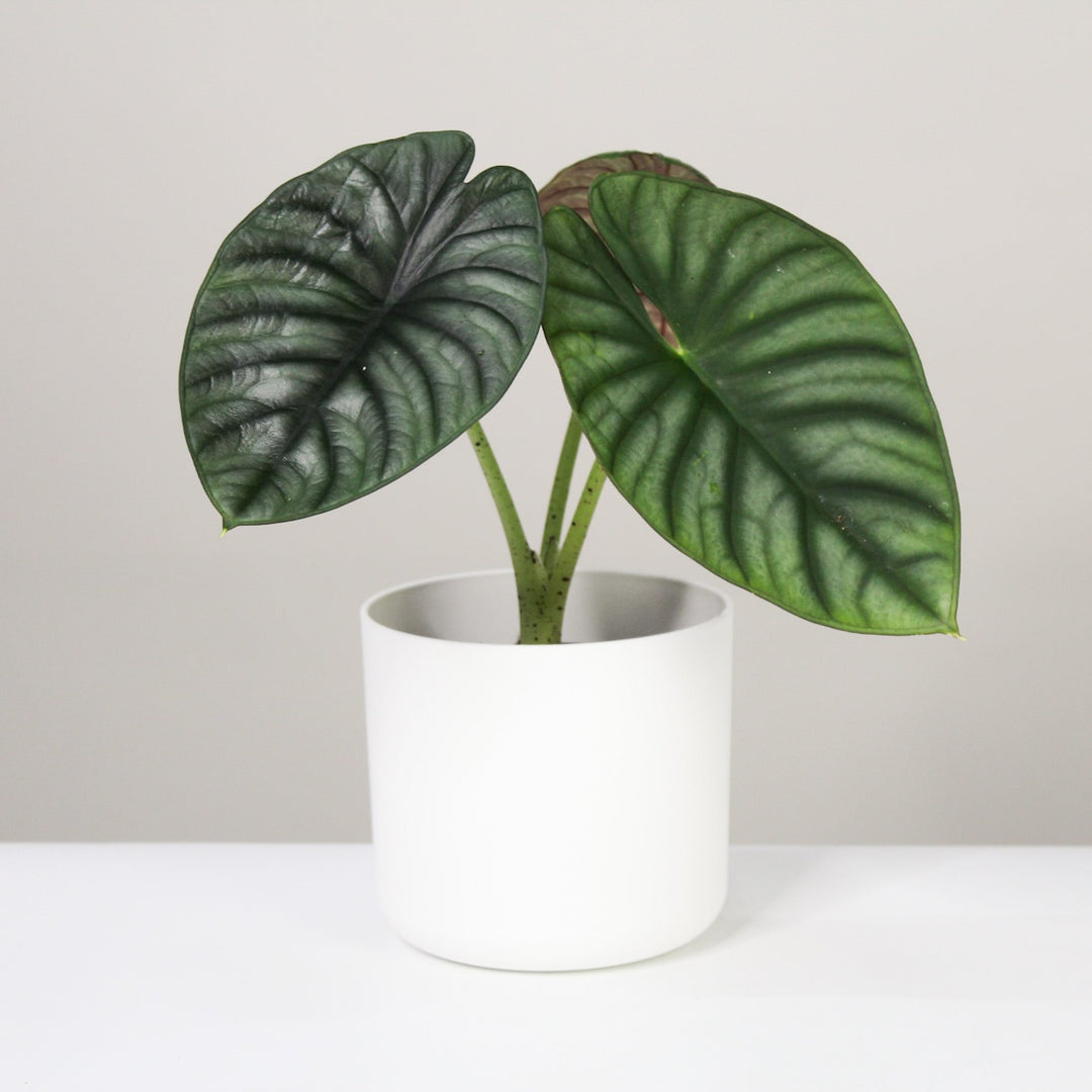 Alocasia Nebula 'Imperialis' L Foliage Dreams