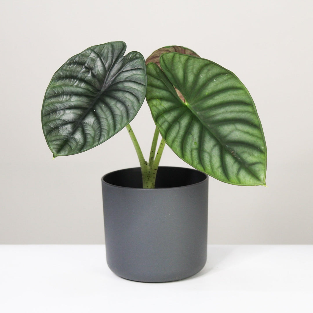 Alocasia Nebula 'Imperialis' L Foliage Dreams