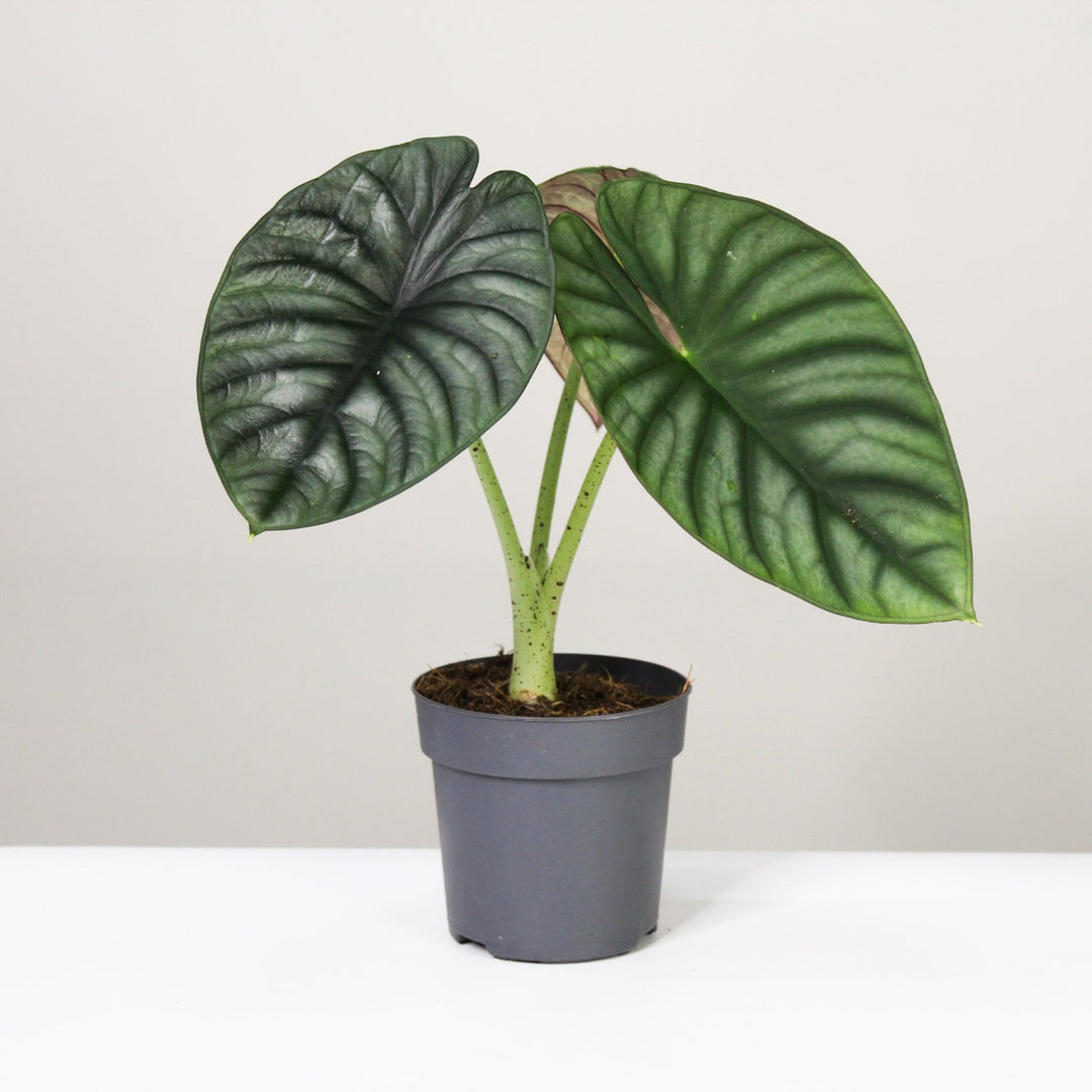 Alocasia Nebula 'Imperialis' L Foliage Dreams