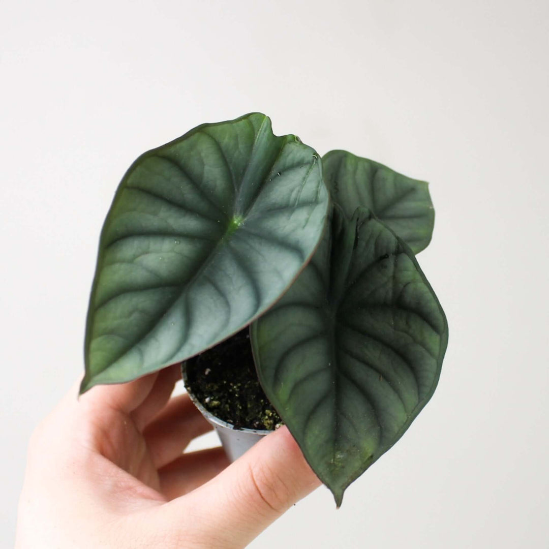 Alocasia Nebula 'Imperialis' - young plant Foliage Dreams