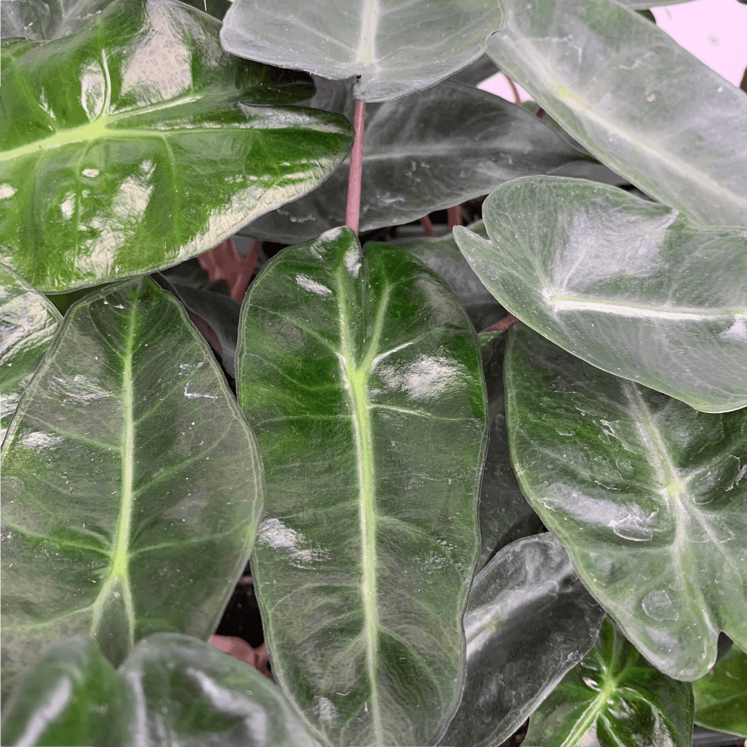 Alocasia Pink Dragon - young plant Foliage Dreams