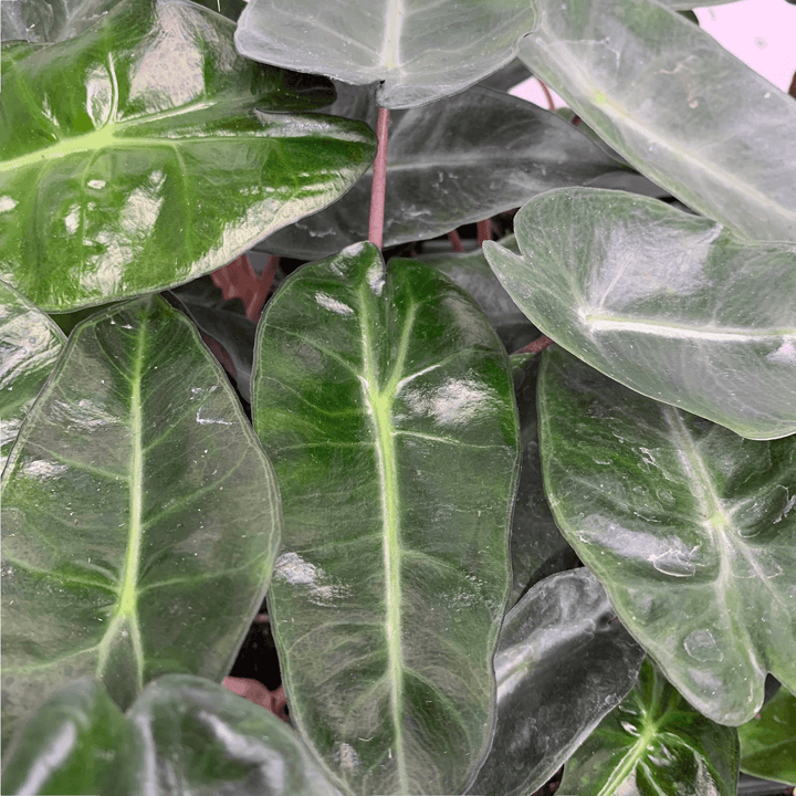 Alocasia Pink Dragon - young plant Foliage Dreams