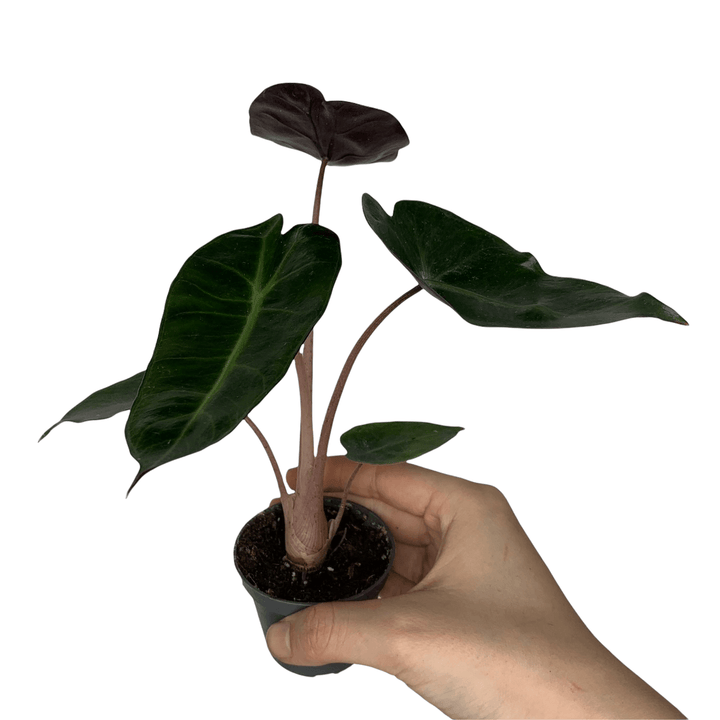 Alocasia Pink Dragon - young plant Foliage Dreams