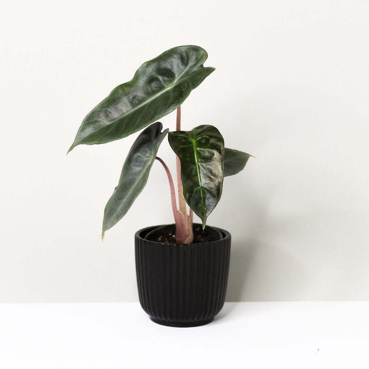 Alocasia Pink Dragon - young plant Foliage Dreams