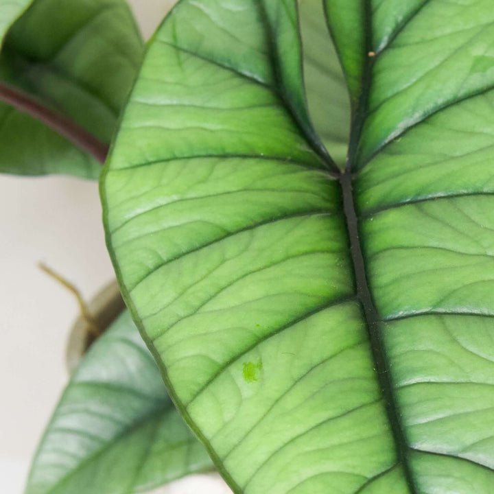Alocasia Platinum Foliage Dreams