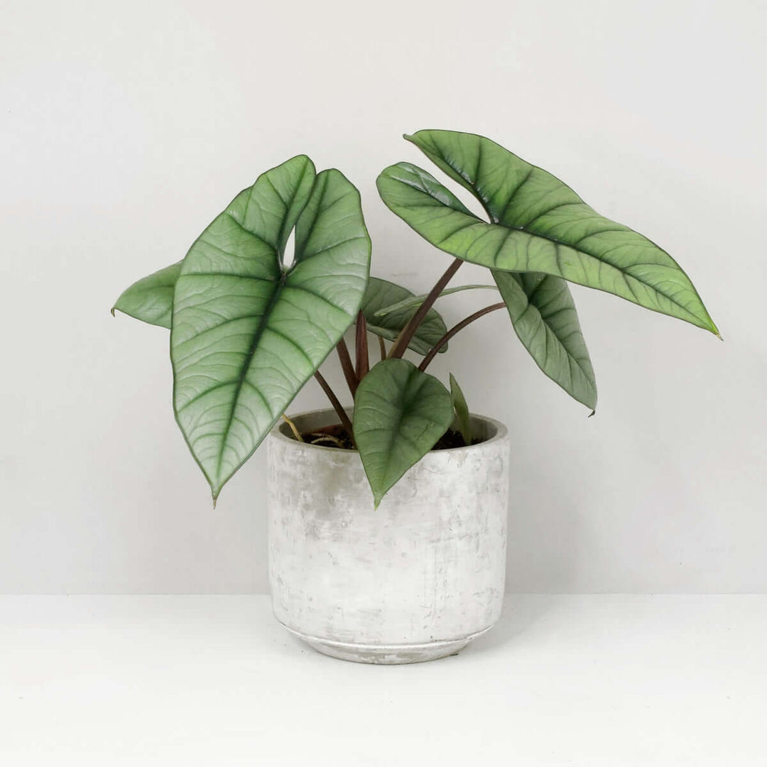 Alocasia Platinum Foliage Dreams