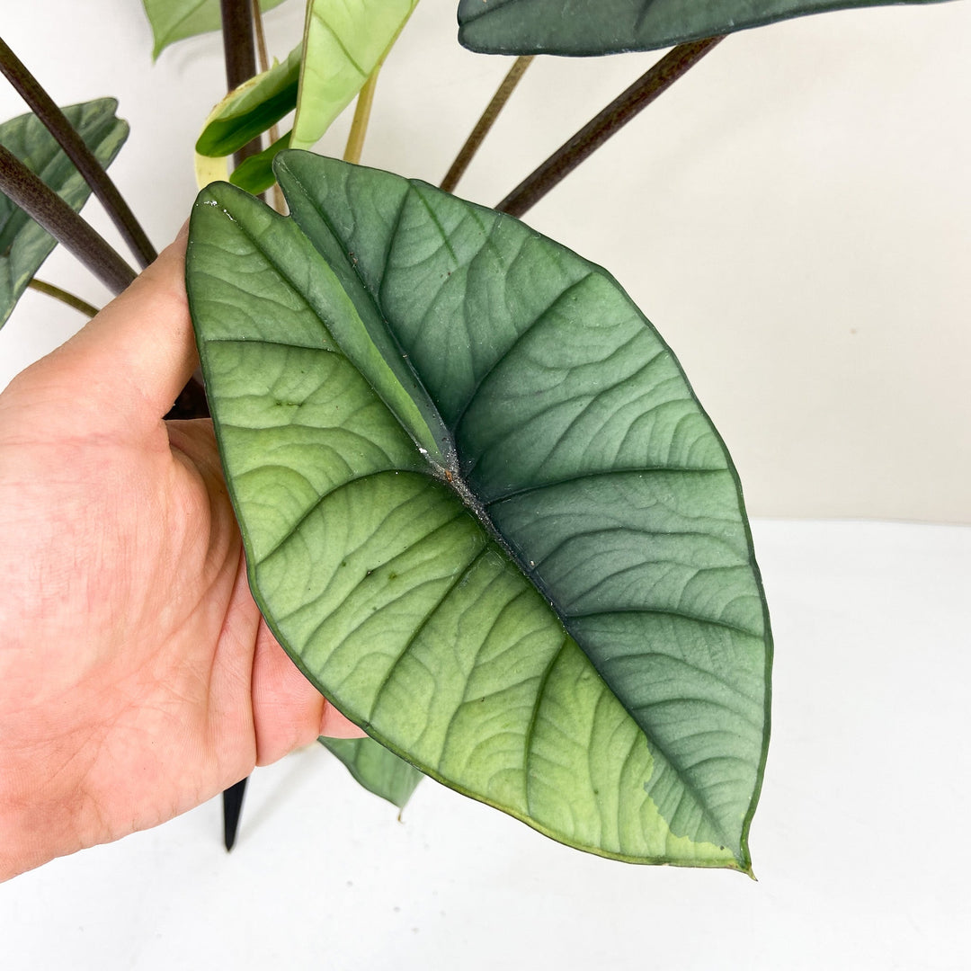 Alocasia Platinum Variegata Foliage Dreams
