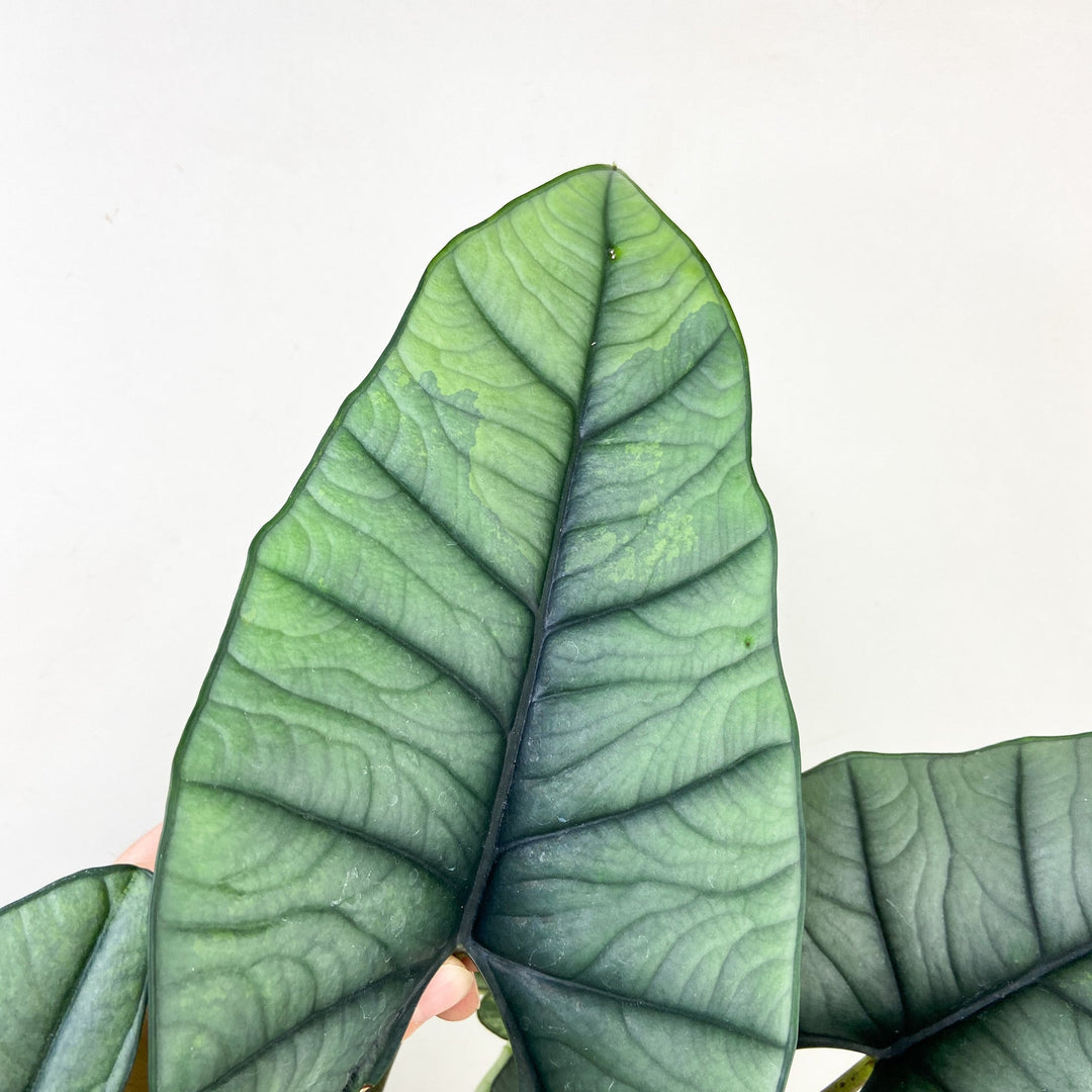 Alocasia Platinum Variegata Foliage Dreams