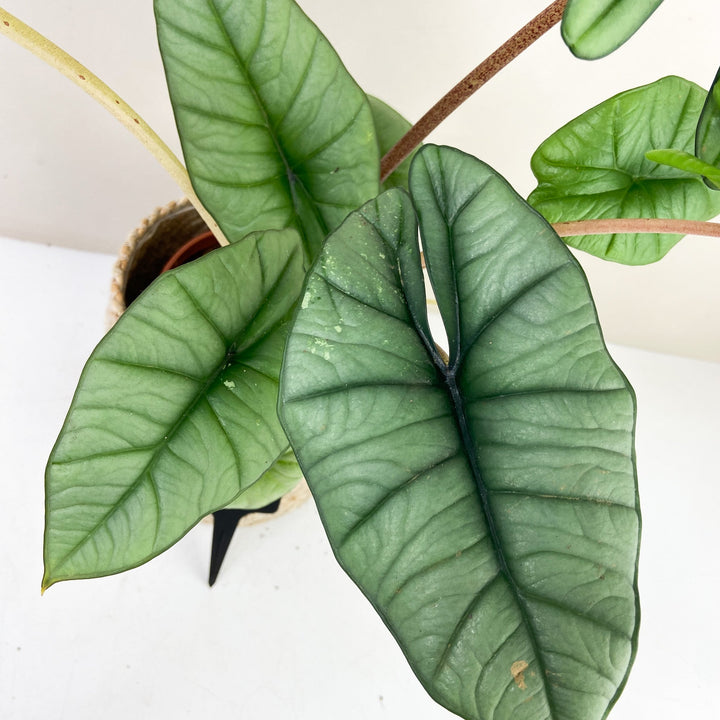 Alocasia Platinum Variegata Foliage Dreams