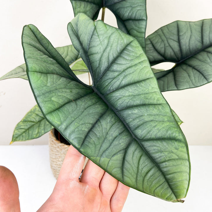Alocasia Platinum Variegata Foliage Dreams