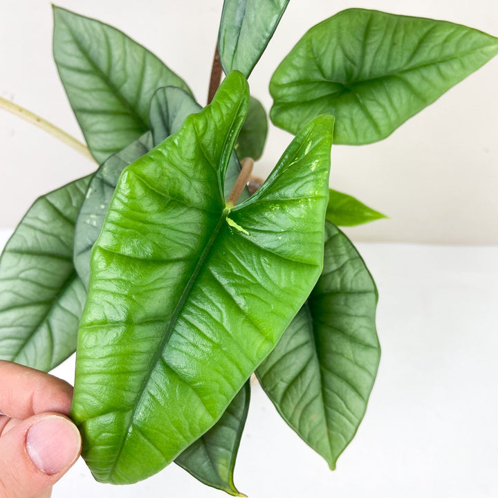 Alocasia Platinum Variegata Foliage Dreams