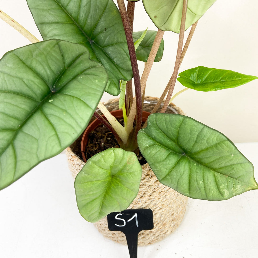 Alocasia Platinum Variegata Foliage Dreams