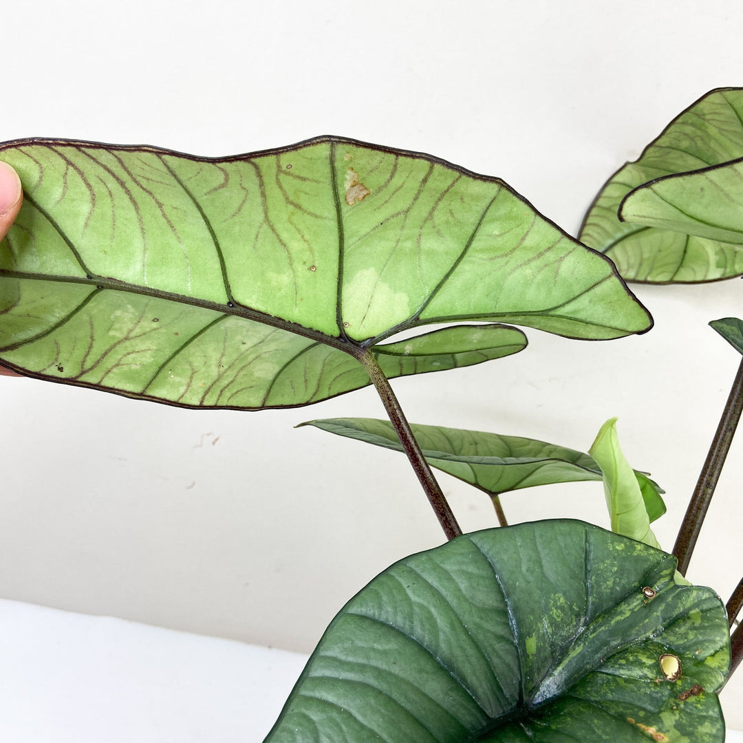 Alocasia Platinum Variegata Foliage Dreams