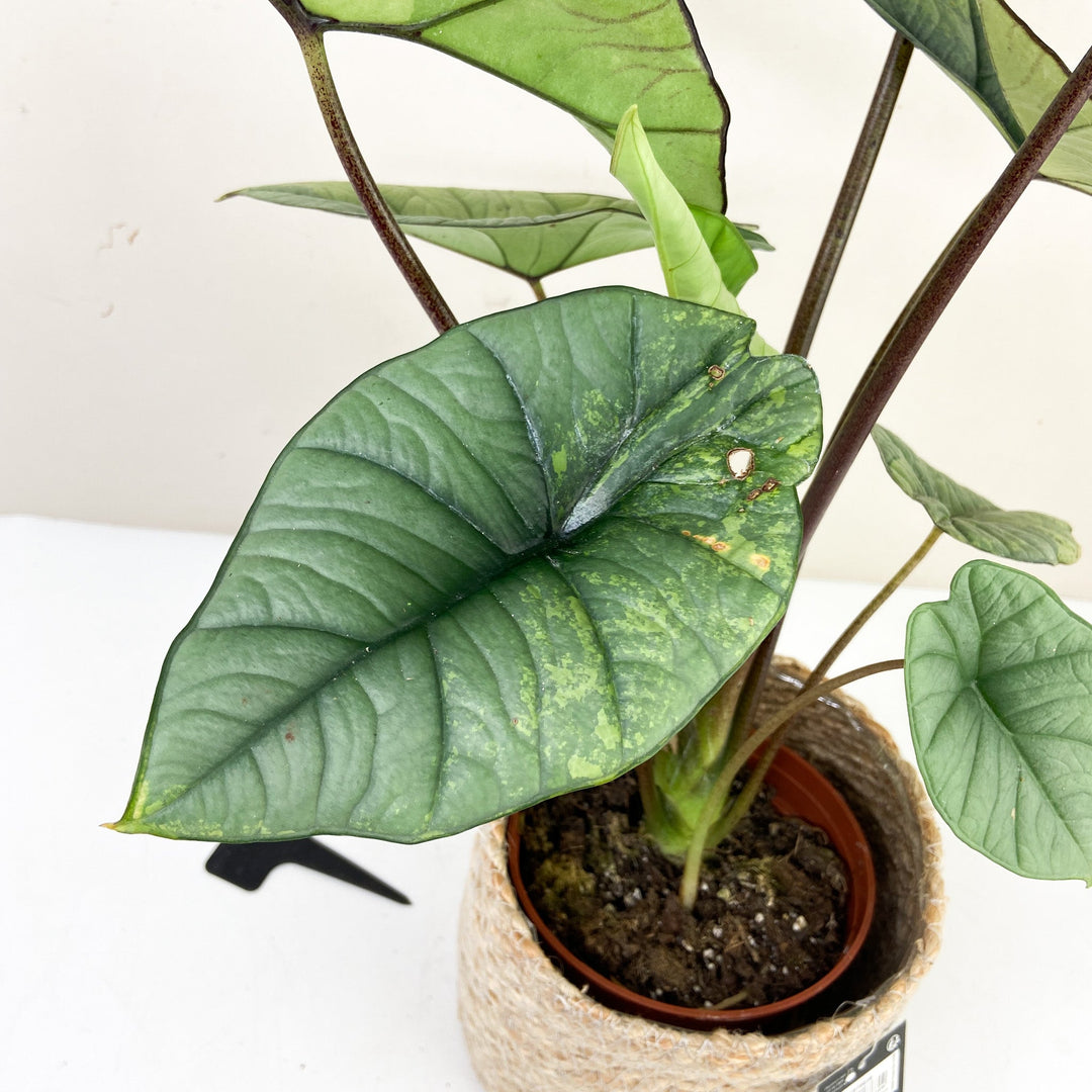 Alocasia Platinum Variegata Foliage Dreams
