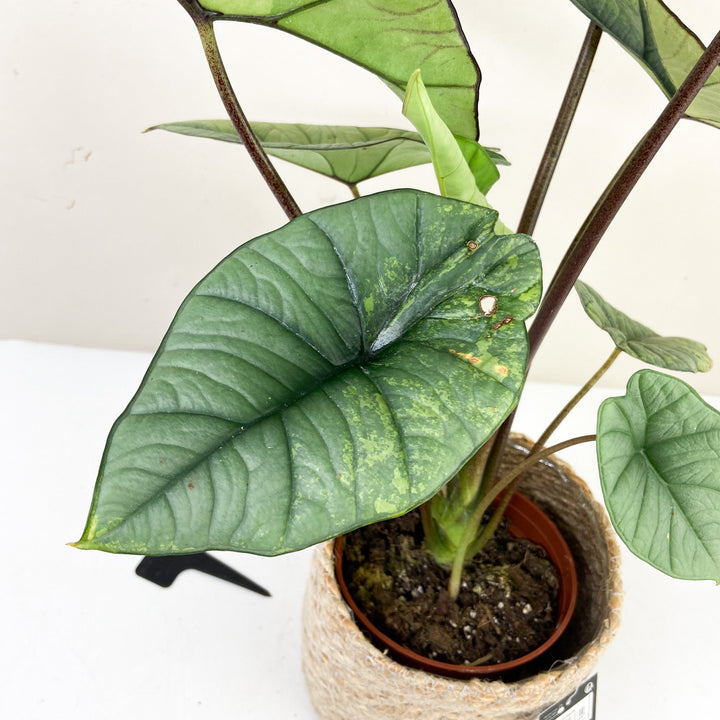 Alocasia Platinum Variegata Foliage Dreams