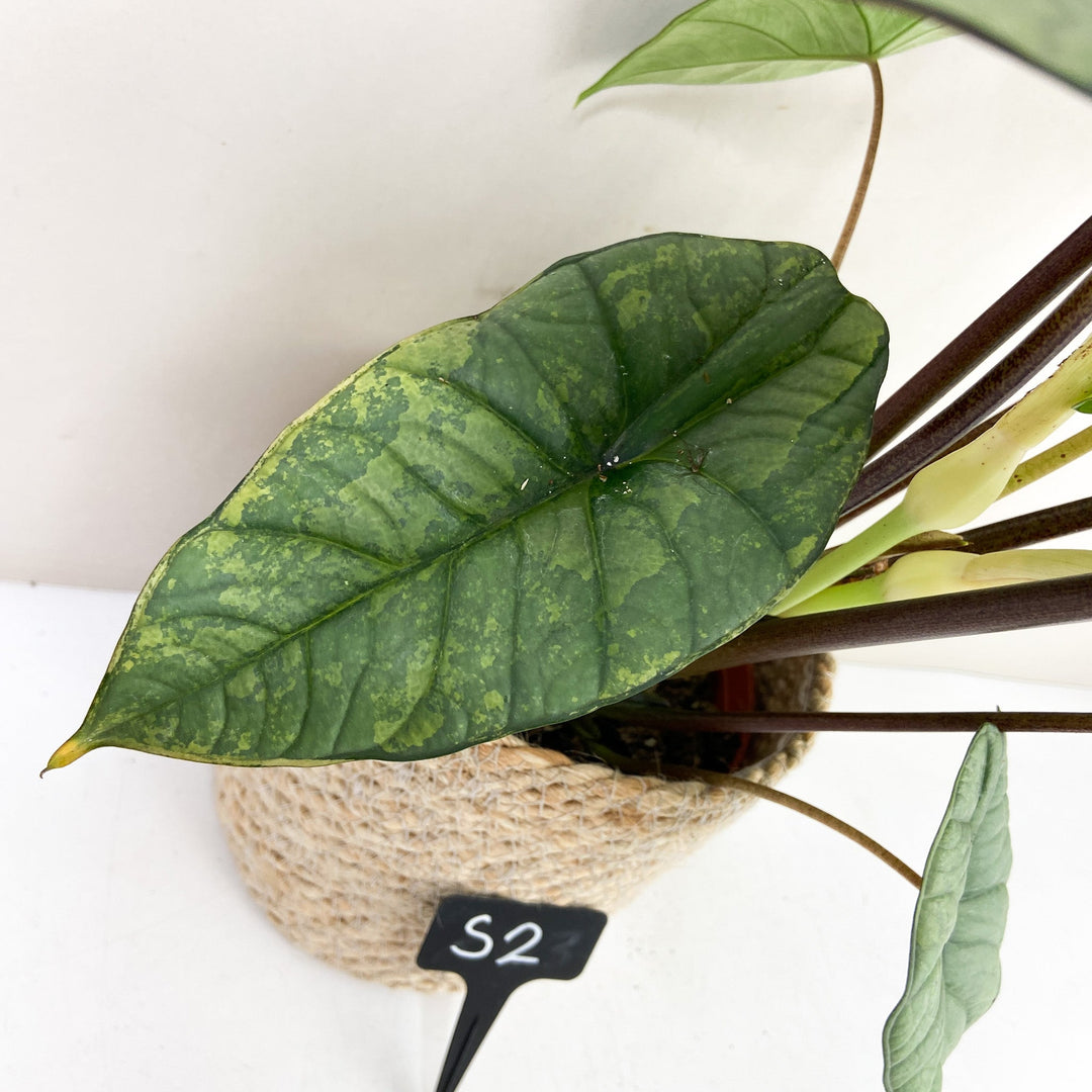 Alocasia Platinum Variegata Foliage Dreams
